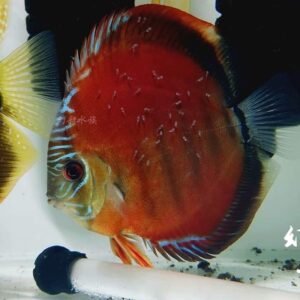 庫利比亞III Discus/red