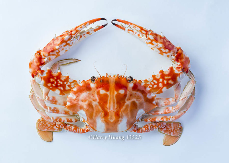 花蟹