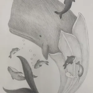 《Cetolirion nobilis》