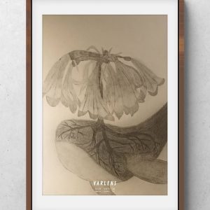 花鯨